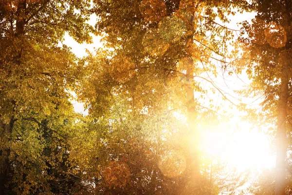 Composite image of glowing trees — Stock Photo, Image