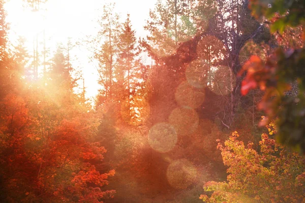 autumn trees in forest
