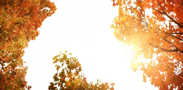 Lage hoekmening van maple bomen — Stockfoto