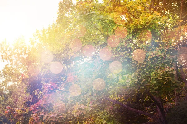 빛나는 나무의 합성 이미지 — 스톡 사진