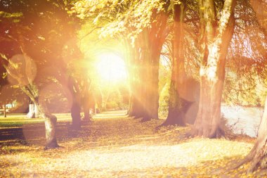 satır bir ağaç parkı