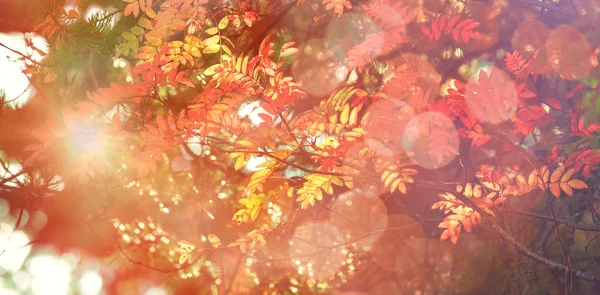 森の秋の木 — ストック写真