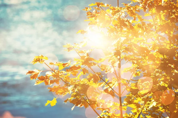 Árbol de otoño contra azul —  Fotos de Stock