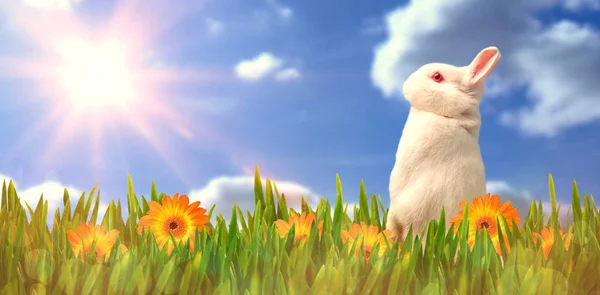 Cute rabbit against sky and clouds — Stock Photo, Image