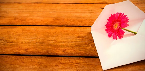 Roze gerbera daisy in envelop op houten plank — Stockfoto