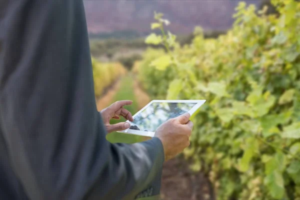 Zakenman een tabletcomputer te houden tegen de achtergrond van de wijngaard — Stockfoto