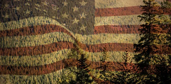 Vlag tegen schilderachtig uitzicht op bos — Stockfoto