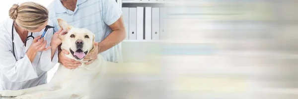 Pareja cuidando de un gran perro — Foto de Stock