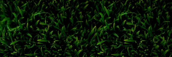 Green grass mat — Stock Photo, Image