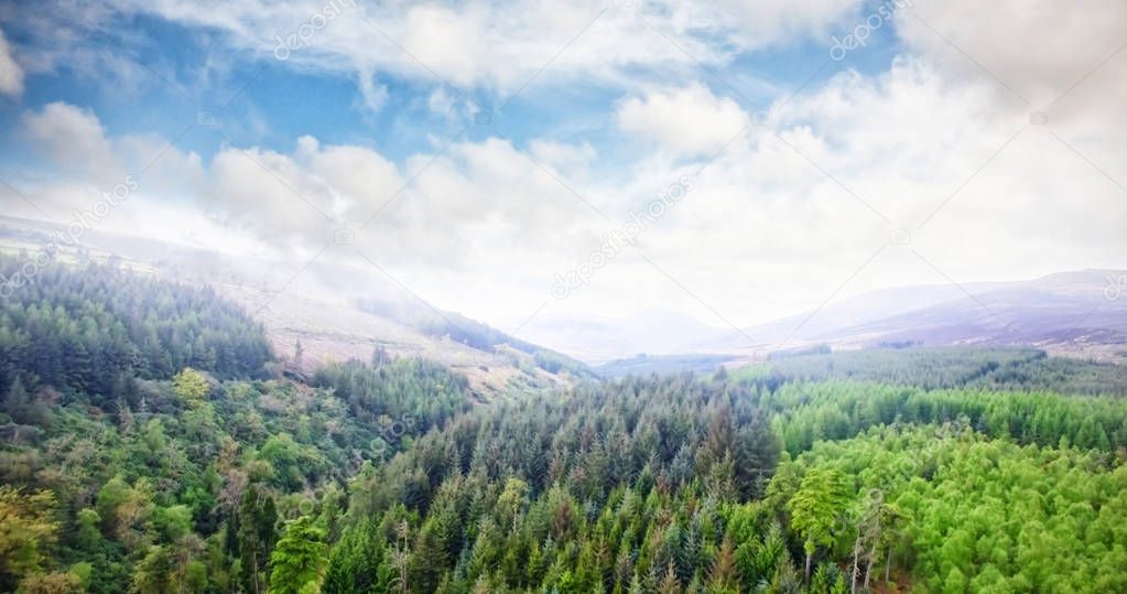  trees growing on landscape 