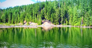  nehir kenarında büyüyen ağaçlar 