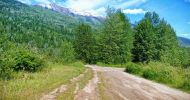 Toprak yolun ortasında bitkiler 