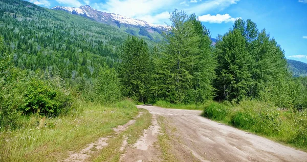 Toprak yolun ortasında bitkiler 