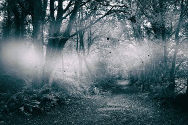 Yol arasında ağaçlar