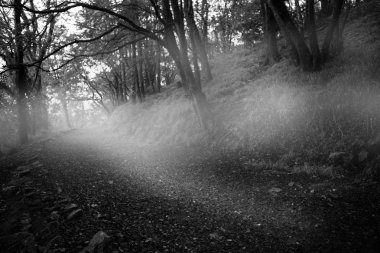 Yol arasında ağaçlar