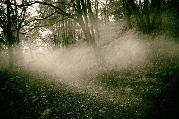 Ağaçlar arasında sisli yolu