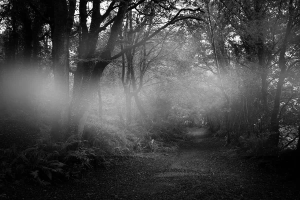 Chemin entre arbres — Photo