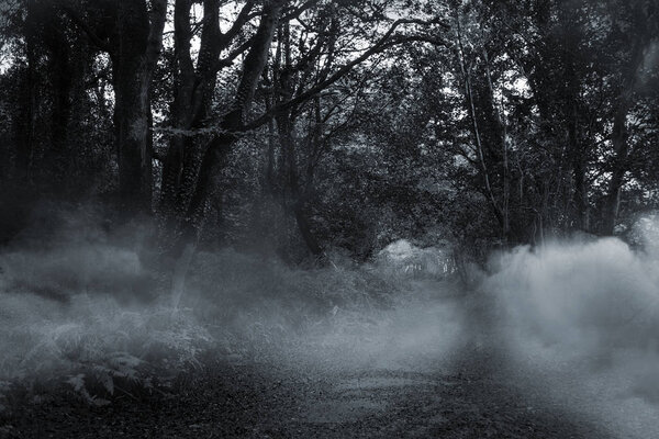 Путь между деревьями
