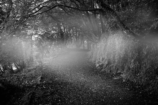 Dark way in  woods — Stock Photo, Image