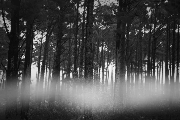 Дым между деревьями — стоковое фото
