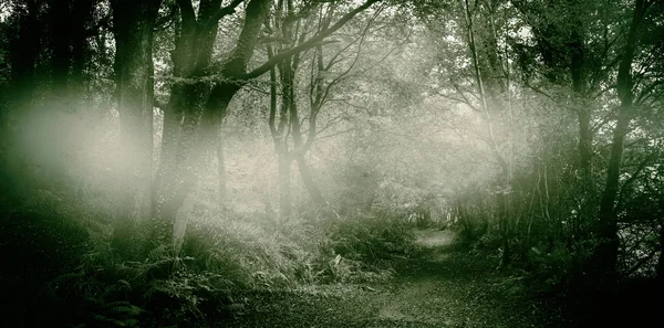 Chemin entre arbres — Photo