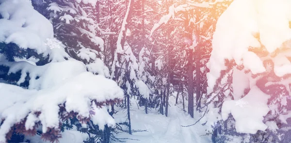 Festői kilátással a hó alá tartozó fák — Stock Fotó
