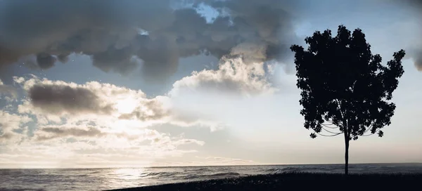 Albero al tramonto sul lungolago — Foto Stock