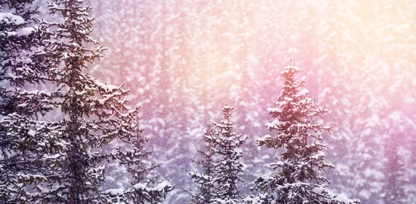 Árvores cobertas de neve durante o inverno — Fotografia de Stock