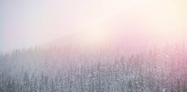 Kış aylarında kar kaplı ağaçlar