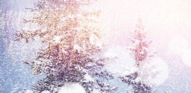 Kar kaplı ağaçlar üzerinde kış aylarında