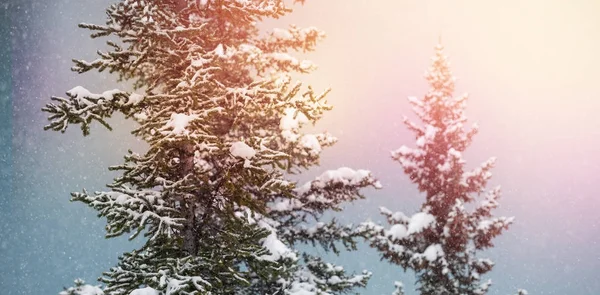 Kış aylarında kar kaplı ağaçlar