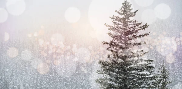 Sneeuw overdekte bomen in de winter — Stockfoto