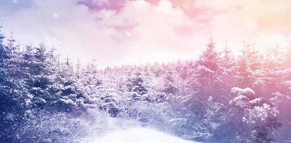 Malowniczy widok śniegu objętych drzewa — Zdjęcie stockowe