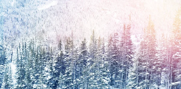 Besneeuwde pijnbomen op de berghelling alp — Stockfoto