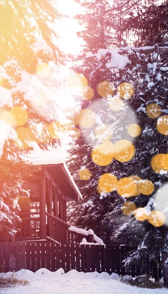 Schneebedeckte Bäume mit defokussiertem Licht — Stockfoto