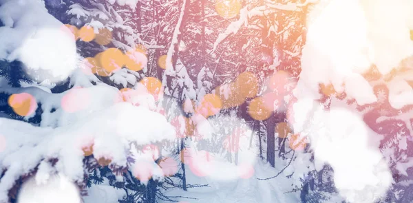 Fedett fák télen a hó — Stock Fotó