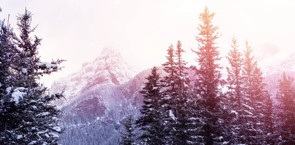 나무와 산을 덮은 눈 — 스톡 사진