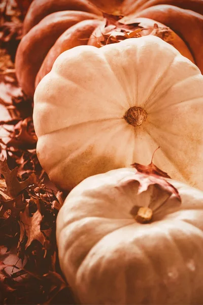 Abóboras dispostas por folhas de outono — Fotografia de Stock
