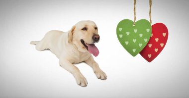 Kalpler asılı köpekle