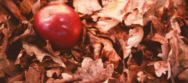 apple ile sonbahar yaprakları