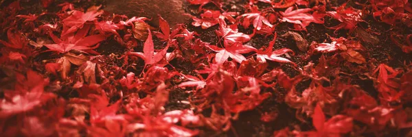 빨간색 단풍 나무 간선에 의해 — 스톡 사진