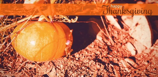 Digitalt genererade bilden av thanksgiving hälsning — Stockfoto