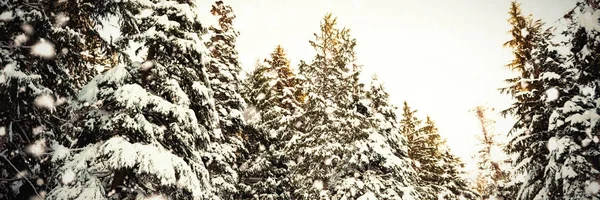 Trees coated of snow — Stock Photo, Image