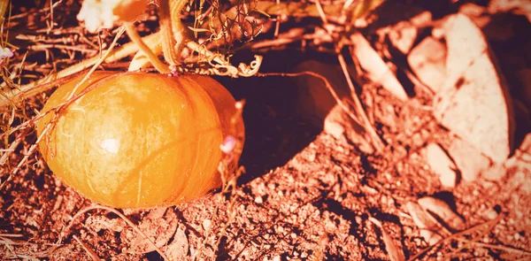 Pumpkin growing in field — Stock Photo, Image