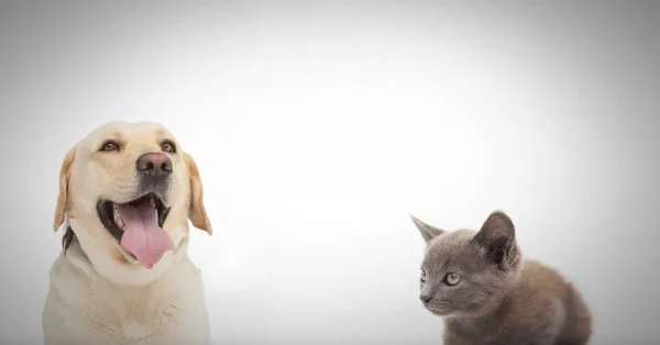 Chat et chien avec espace vide — Photo