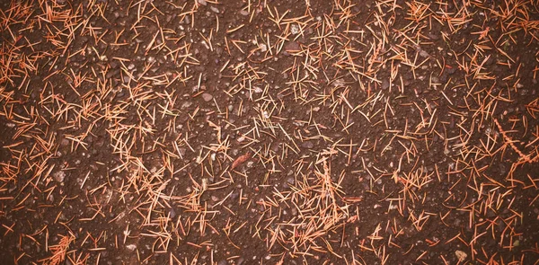 Camino durante el otoño — Foto de Stock