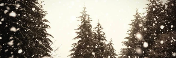 Tree coated of snow — Stock Photo, Image