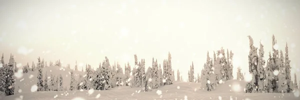 Bäume mit Schnee überzogen — Stockfoto