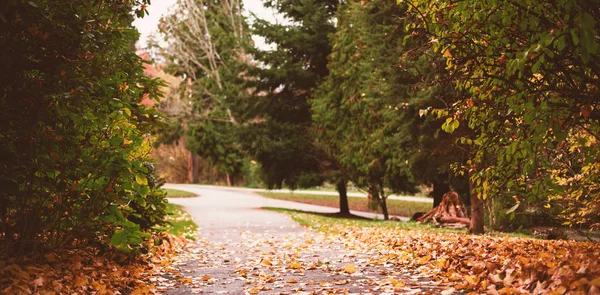 Herbstlaub auf der Straße — Stockfoto