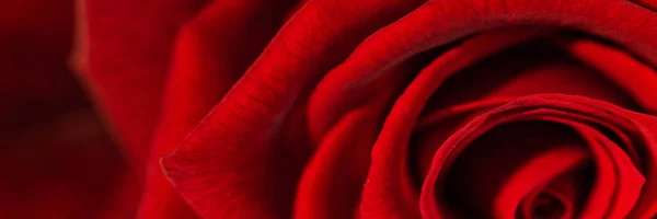 Eine Rote Rose Textur Hintergrund — Stockfoto